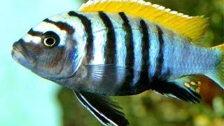 Cynotilapia afra yellow