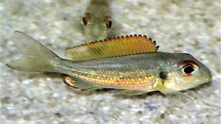 Callochromis macrops