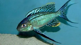 Cyathopharynx furcifer kigoma