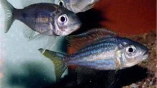 Aulonocranus dewindti