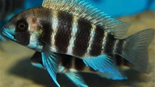 Cyphotilapia frontosa bangwe