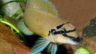 Chalinochromis brichardi