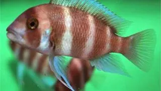 Cyphotilapia frontosa brown