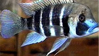 Cyphotilapia frontosa kigoma