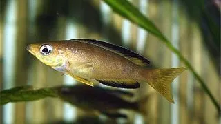 Cyprichromis leptosoma bulu point