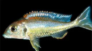 Callochromis pleurospius