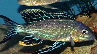 Cyathopharynx furcifer ruziba