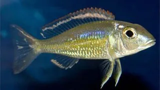 Callochromis pleurospilus utinta