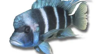 Cyphotilapia frontosa mpimbwe blu