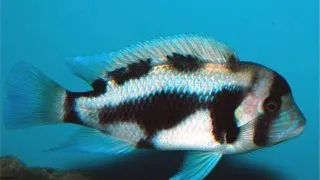 Cyphotilapia frontosa black widow