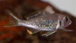 Callochromis stappersi