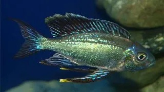 Cyathopharynx furcifer sumbu green