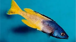 Cyprichromis lept. kitumba jumbo