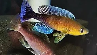 Cyprichromis leptosoma mvuna