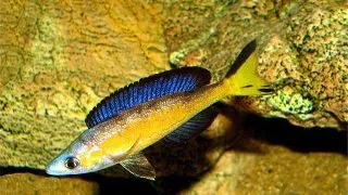 Cyprichromis microlepidotus Kasai