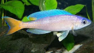 Cyprichromis leptosoma utinta