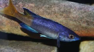 Cyprichromis leptosoma moba