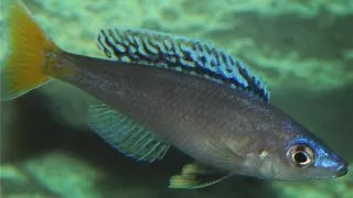 Cyprichromis leptosoma mpulungu