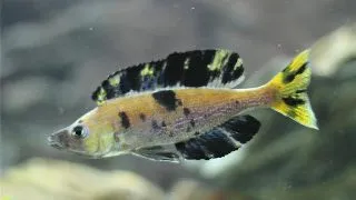 Cyprichromis microlepidotus Kiriza