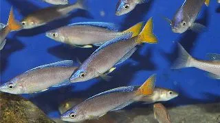 Cyprichromis leptosoma jumbo malasa