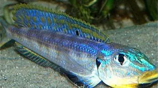 Enantiopus melanogenis