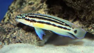 Julidochromis ornatus blue fin