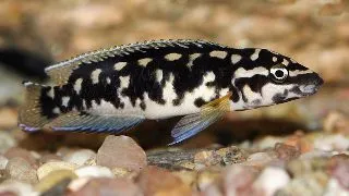 Julidochromis transcriptus