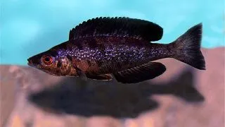 Cyprichromis microlepidotus black