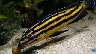 Julidochromis regani kipili