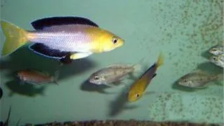 Cyprichromis leptosoma kalambo