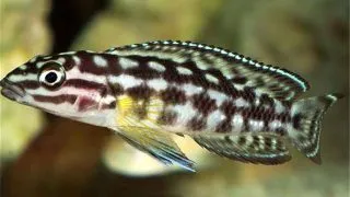 Julidochromis marlieri