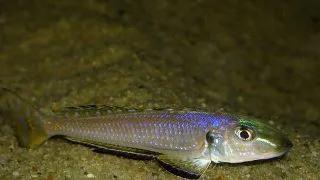 Enantiopus melanogenys kigoma