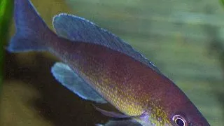 Cyprichromis leptosoma jumbo turquise flame