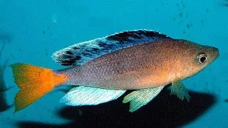 Cyprichromis sp. Mbita Grandiosus