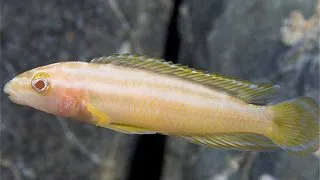 Julidochromis ornatus albin