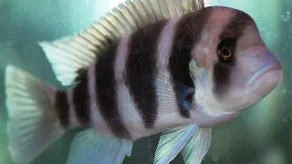 Cyphotilapia frontosa