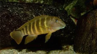 Eretmodus cyanostictus Kigoma