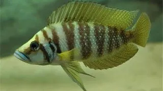 Lamprologus calvus