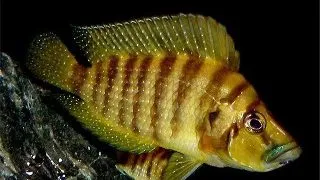Lamprologus compressiceps