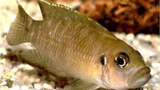 Lamprologus brevis