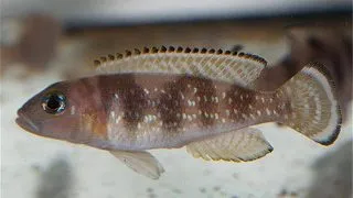 Lamprologus kiritvaithai