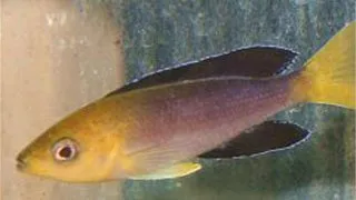 Lamprologus cylindricus yellowh.
