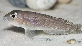 Lamprologus comp. kigoma