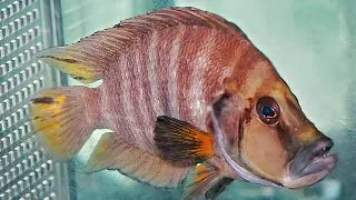 Lamprologus compressiceps red