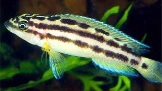 Julidochromis ornatus