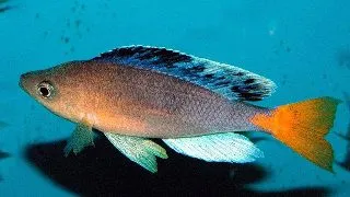 Cyprichromis leptosoma jumbo katete