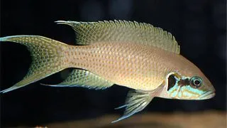 Lamprologus brichardi