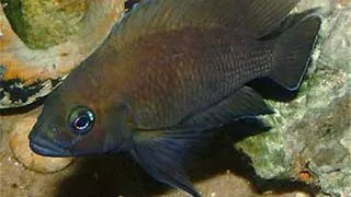 Lamprologus moorii