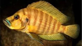 Lamprologus comp. mabilibili orange