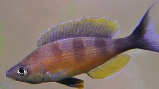 Cyprichromis zonatus